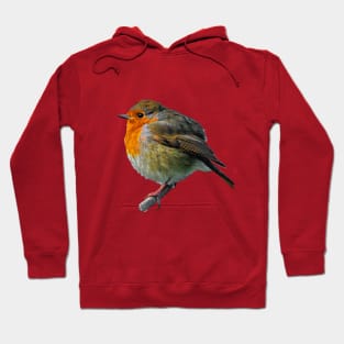 Fluffed up Robin keeping warm Hoodie